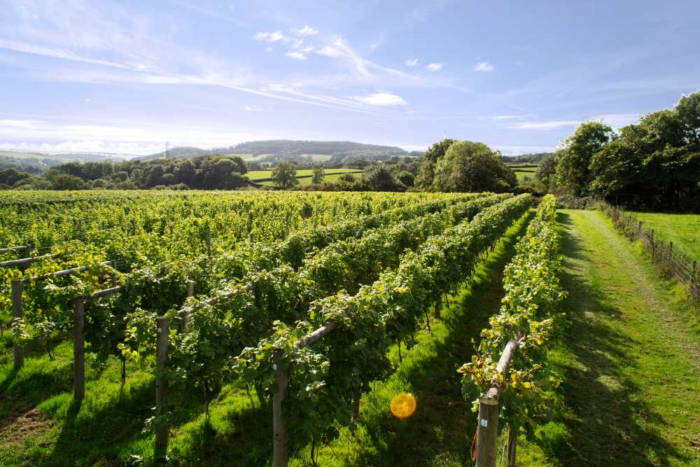 vineyard-viticulture
