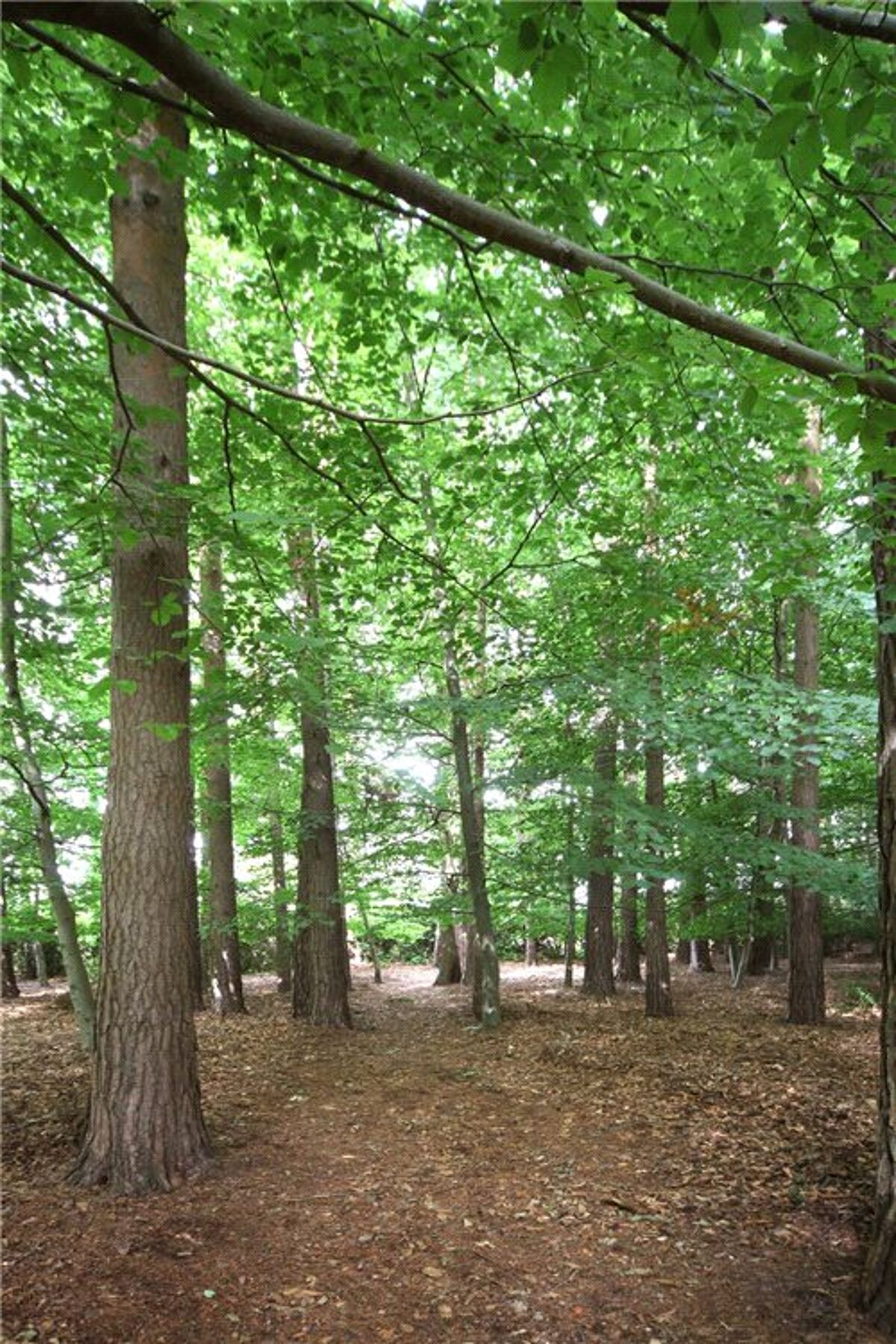 house for sale in Dukes Covert, Bagshot, Surrey, GU19 ASC130270