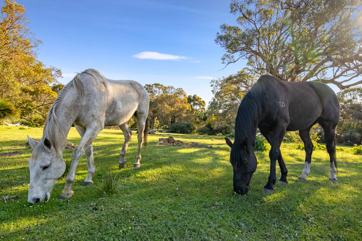 house for sale in 66 Vidler Road, Naturaliste WA AU241001V Knight Frank