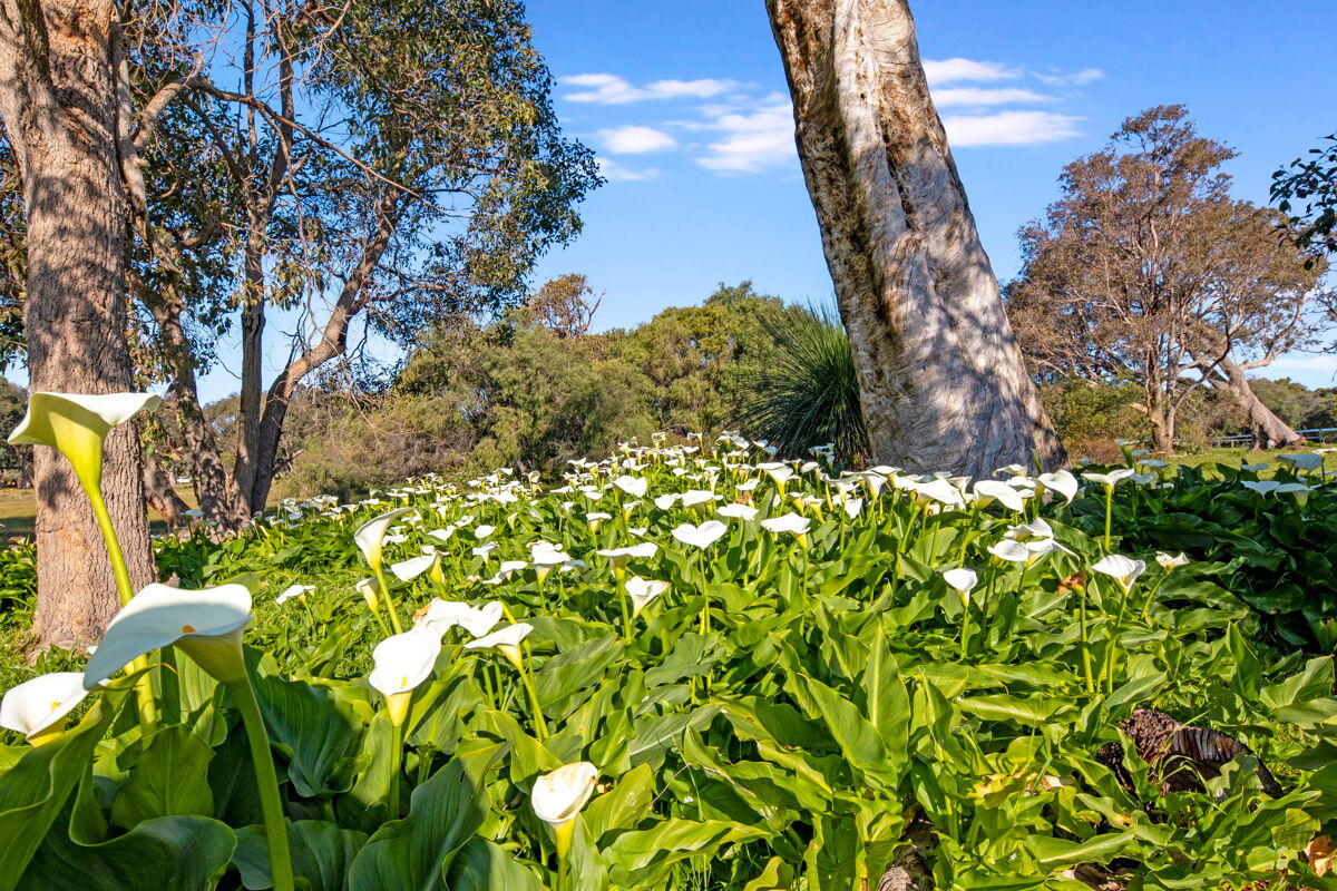 house for sale in 66 Vidler Road, Naturaliste WA AU241001V Knight Frank