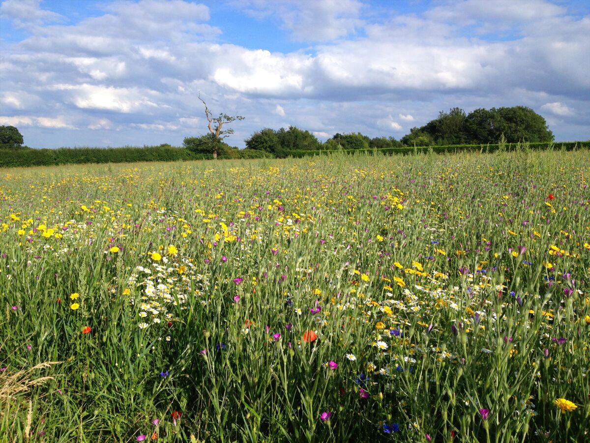 house for sale in Church Lane, Hastoe, Tring, HP23 BCN012298424