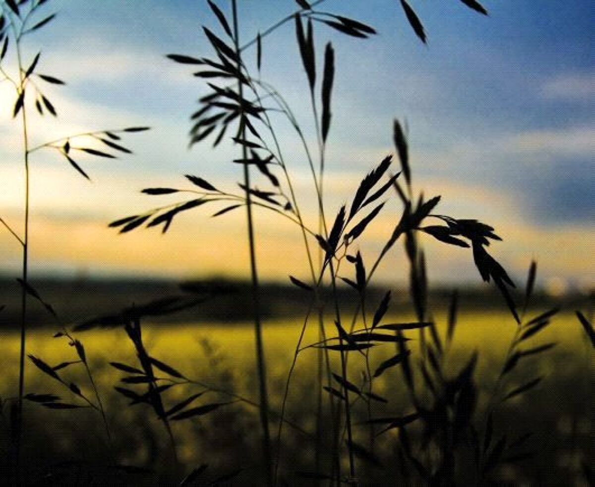 house for sale in 9 Musgrave Drive, Ninewells, Cambridge, CB2