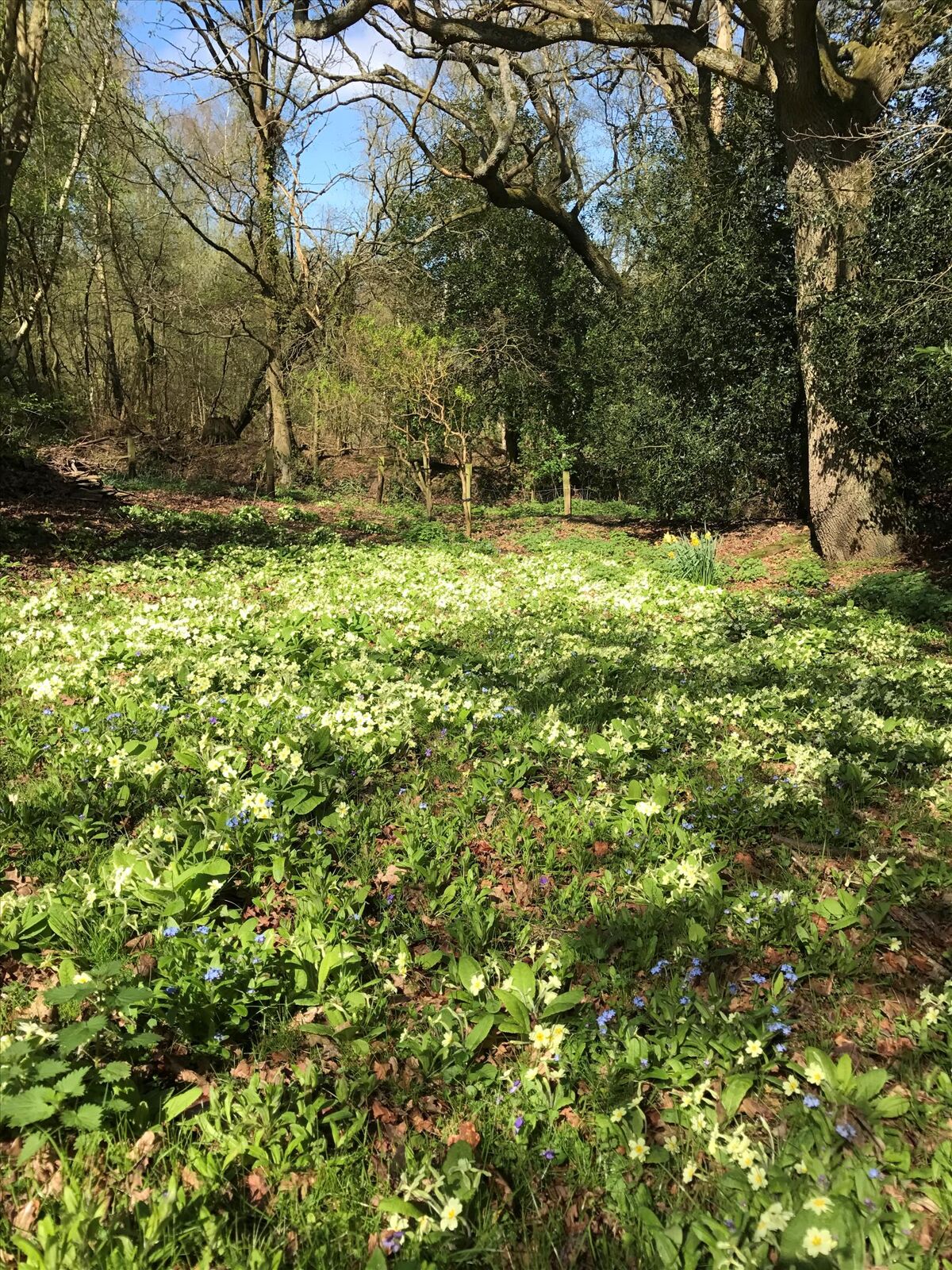 house for sale in Bunces Shaw Road, Farley Hill, Reading, Berkshire