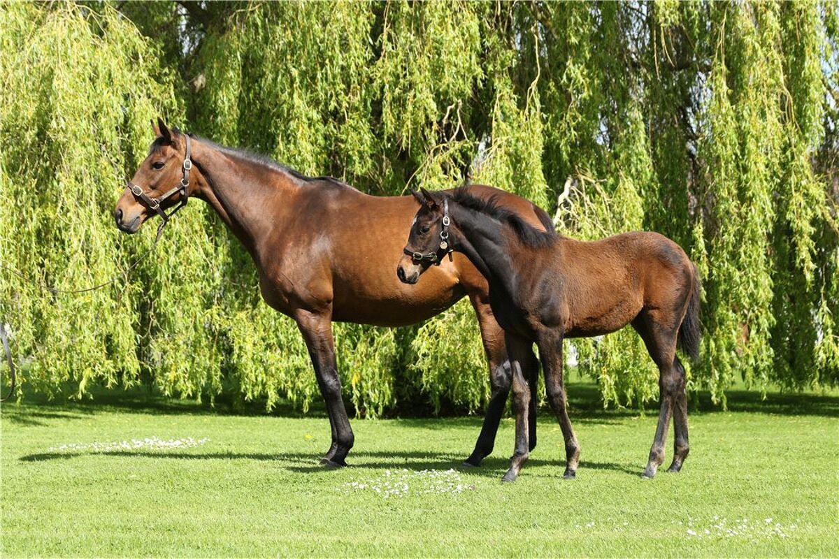 Stud Farm for sale in Ballymacoll Stud, Dunboyne, County Meath