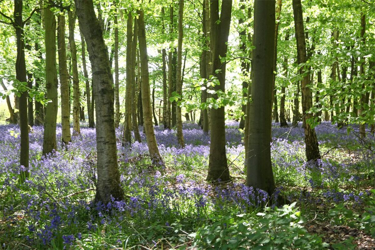 house for sale in Chandlers Lane, Chandlers Cross, Rickmansworth