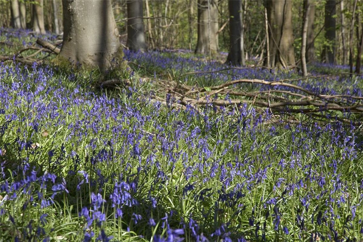 house for sale in Bagendon, Cirencester, GL7 CIR000464 Knight Frank