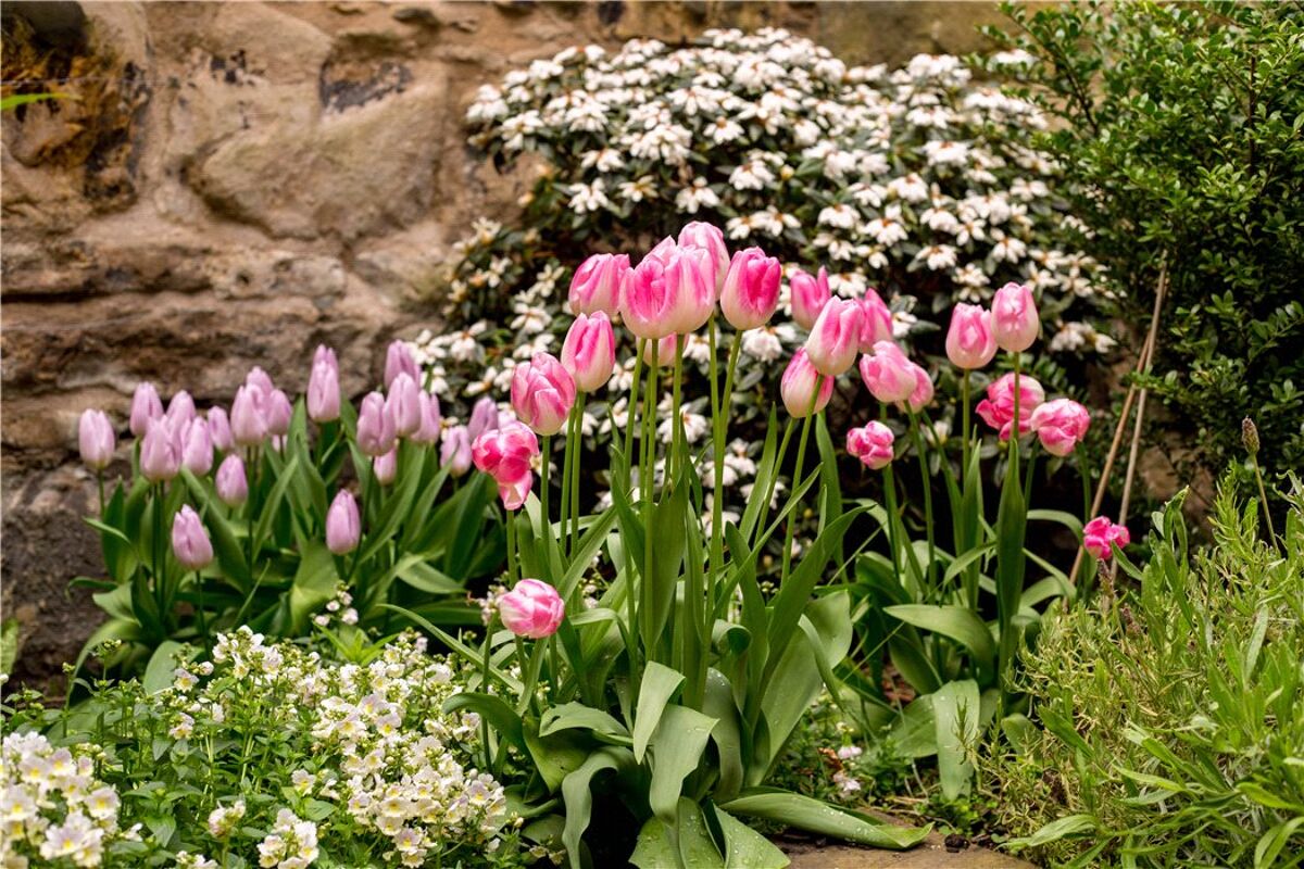 house for sale in Drummond Place, Edinburgh, Midlothian, EH3