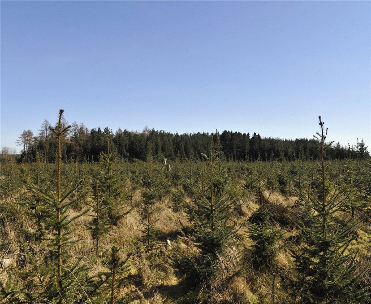 Land for sale in Carnoustie, Angus, DD7 EDN170007 Knight Frank