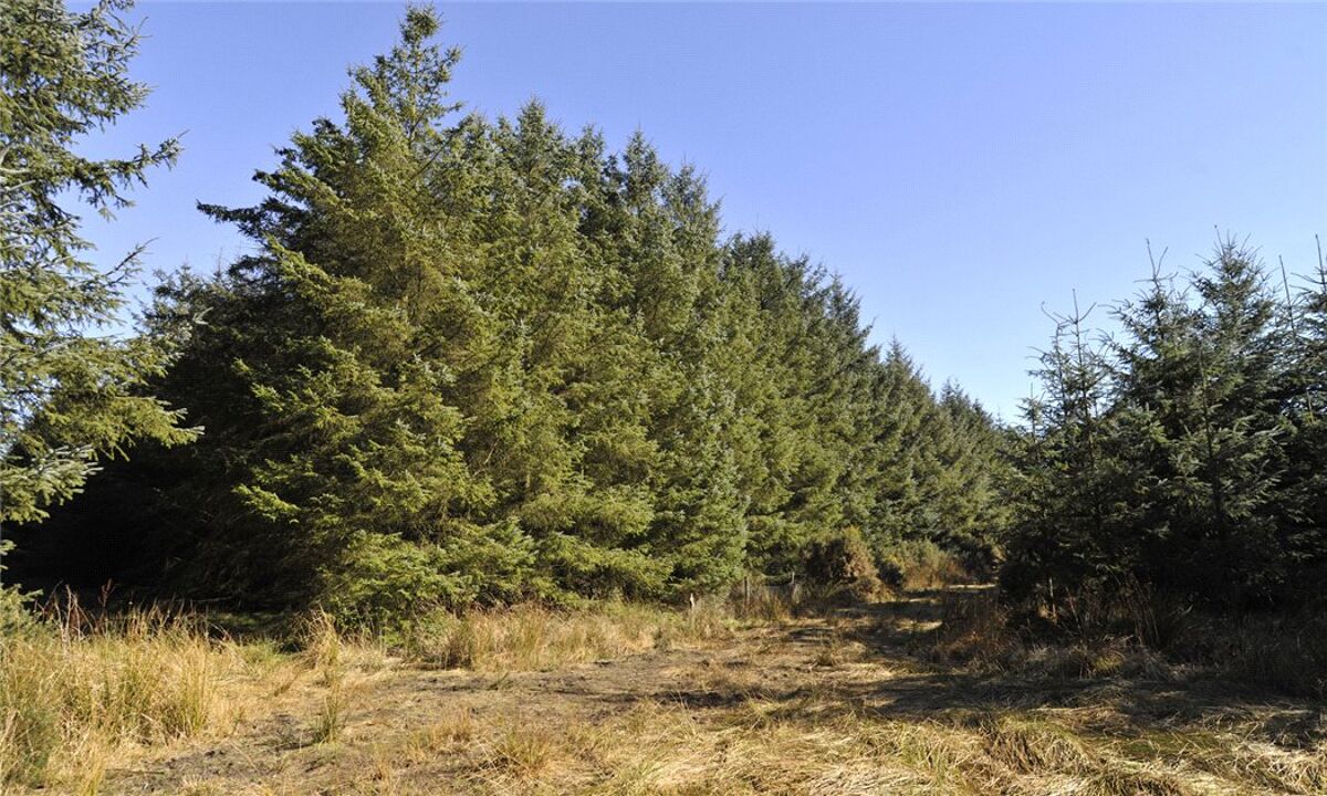Land for sale in Carnoustie, Angus, DD7 EDN170007 Knight Frank