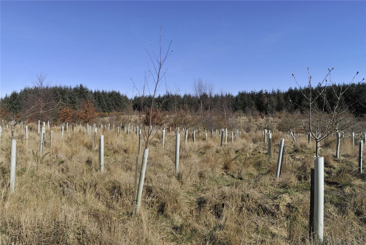 Land for sale in Carnoustie, Angus, DD7 EDN170007 Knight Frank