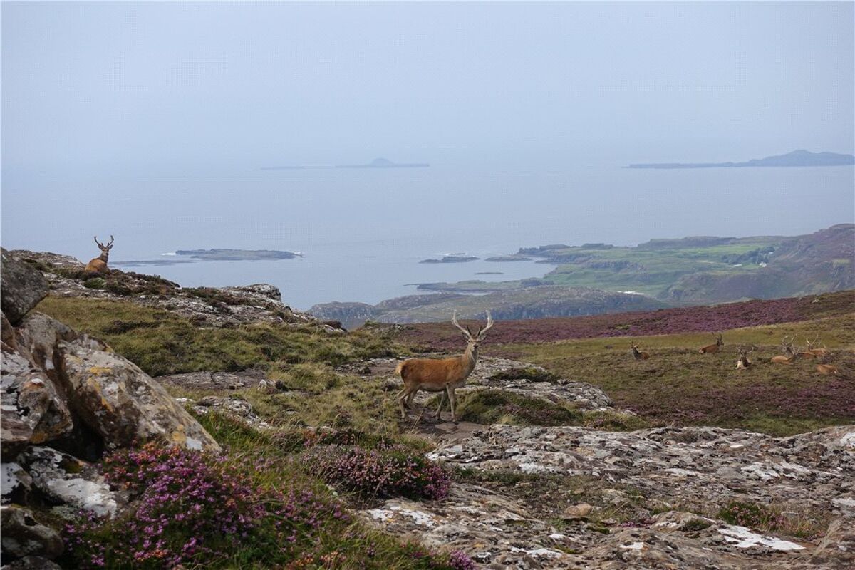 island for sale in Isle Of Mull, Argyll, PA73 EDN170053 Knight Frank