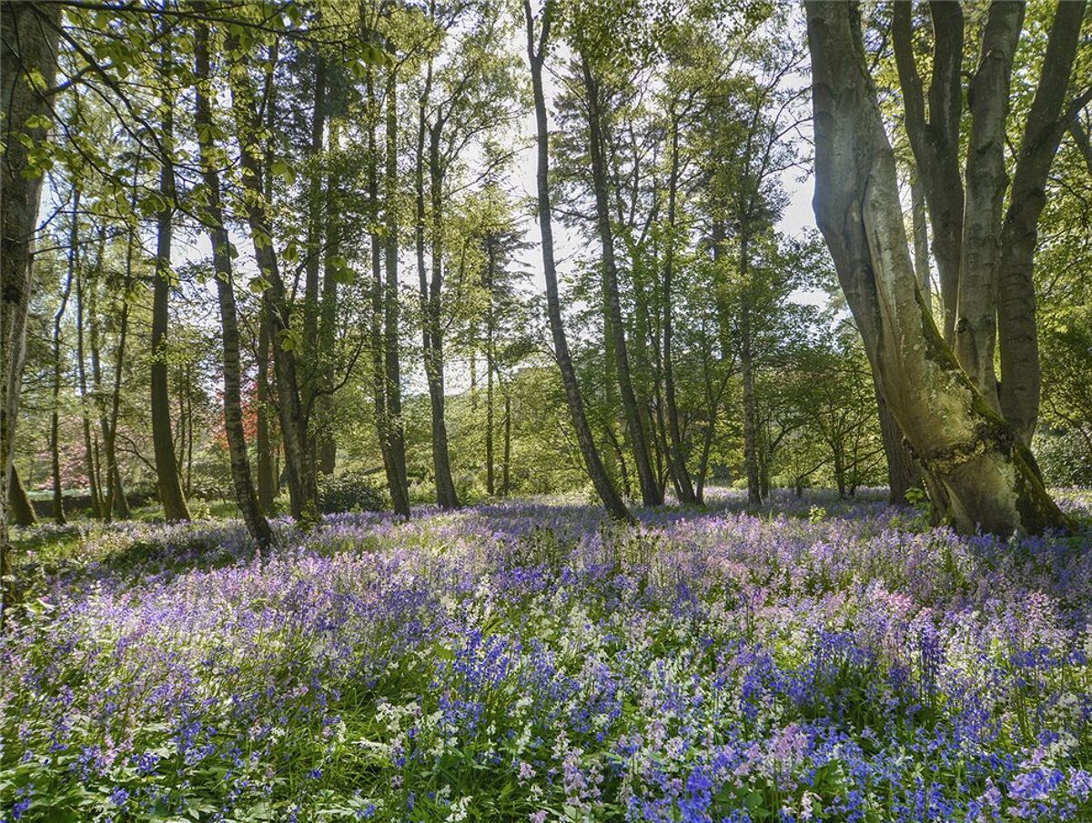 house for sale in Biggar, Scottish Borders, ML12 EDN190016 Knight Frank