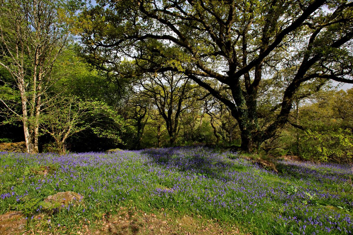 house for sale in Hexworthy, Princetown, Yelverton, Devon, PL20