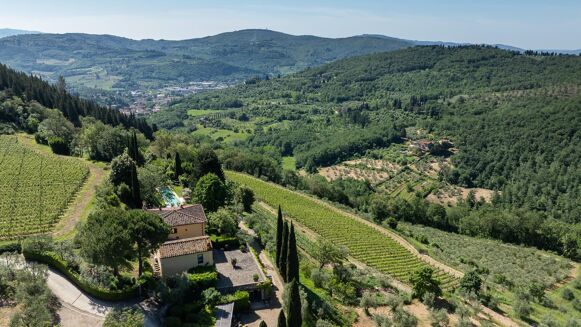 Picture of Vineyard for sale.