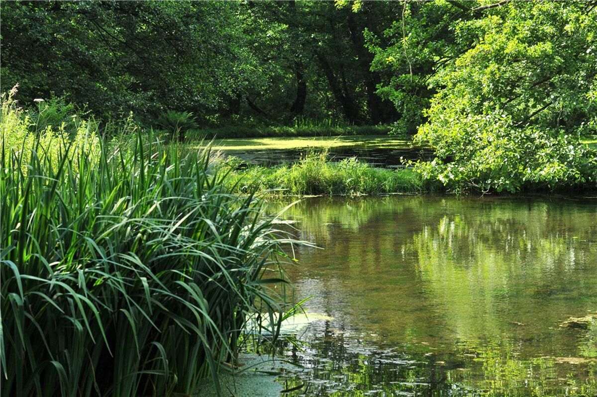 house for sale in Green Lane, Shamley Green, Guildford, Surrey, GU5