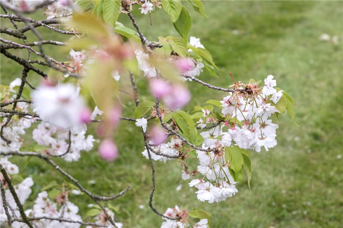 อสังหาริมทรัพย์สำหรับจำหน่าย Clifford Manor Road, Guildford, Surrey