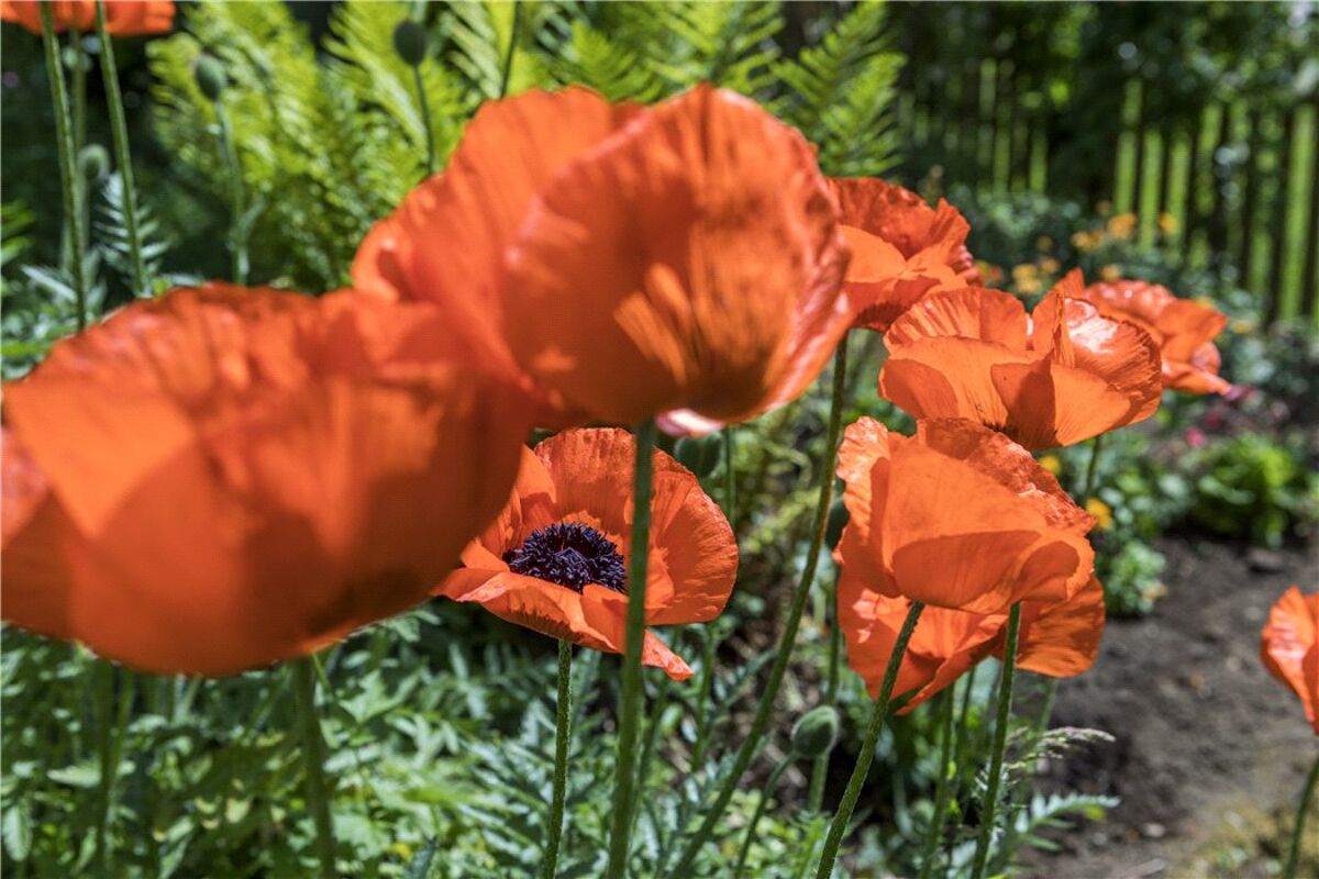 house for sale in Lane, Wonersh, Guildford, Surrey, GU5