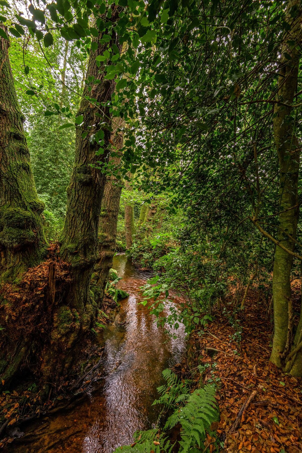 house for sale in Sturt Road, Haslemere, Surrey HSM150186 Knight Frank