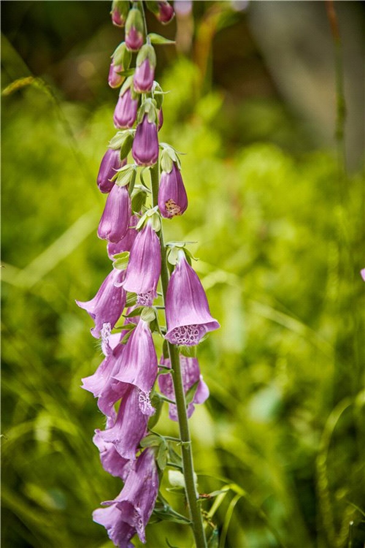 house for sale in Vicarage Lane, Lodsworth, Petworth, West Sussex, GU28