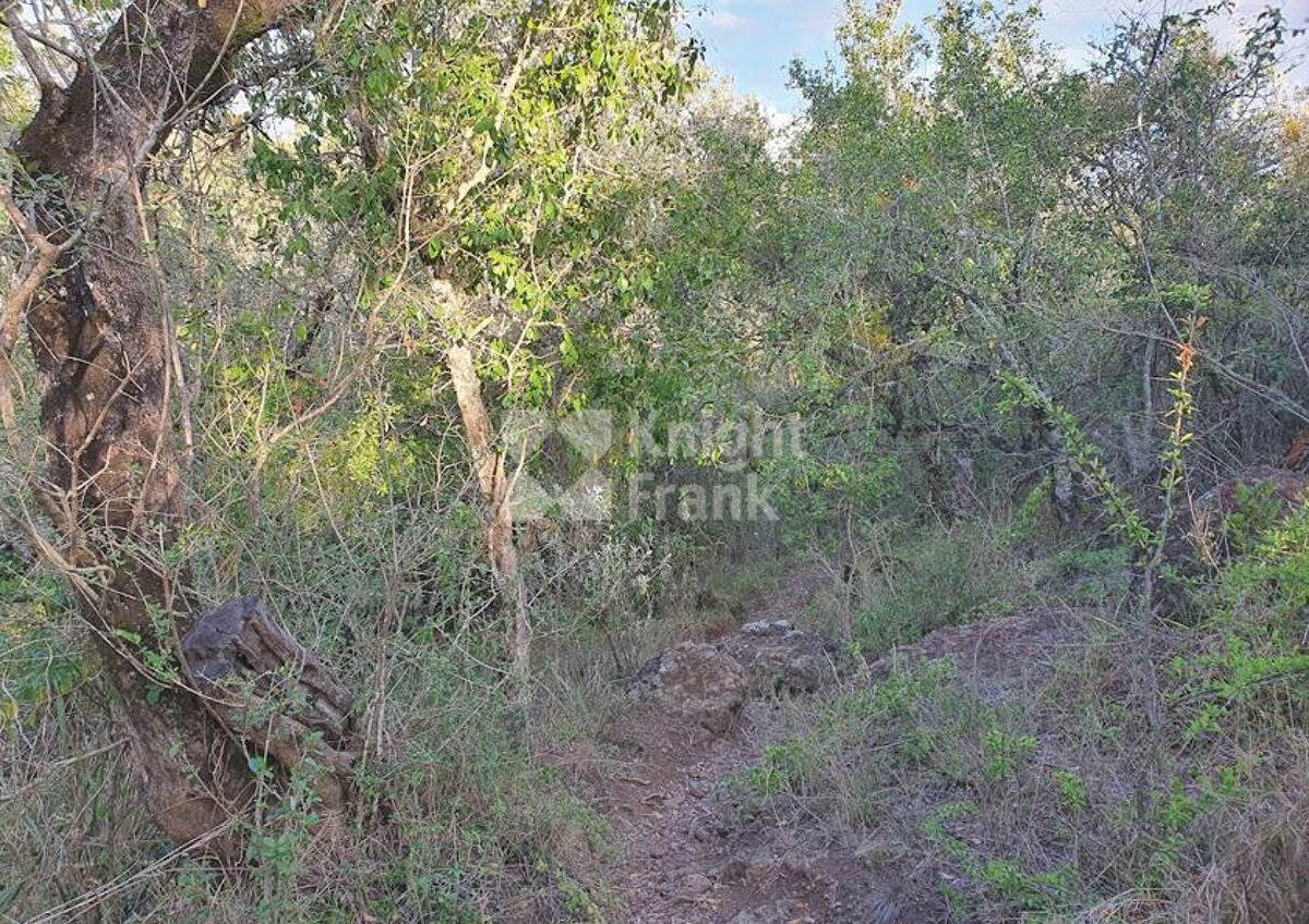 Land for sale in Burguret, Nanyuki HUB2102185 Knight Frank