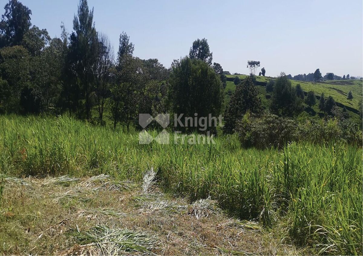 Tigoni Land for Sale Knight Frank
