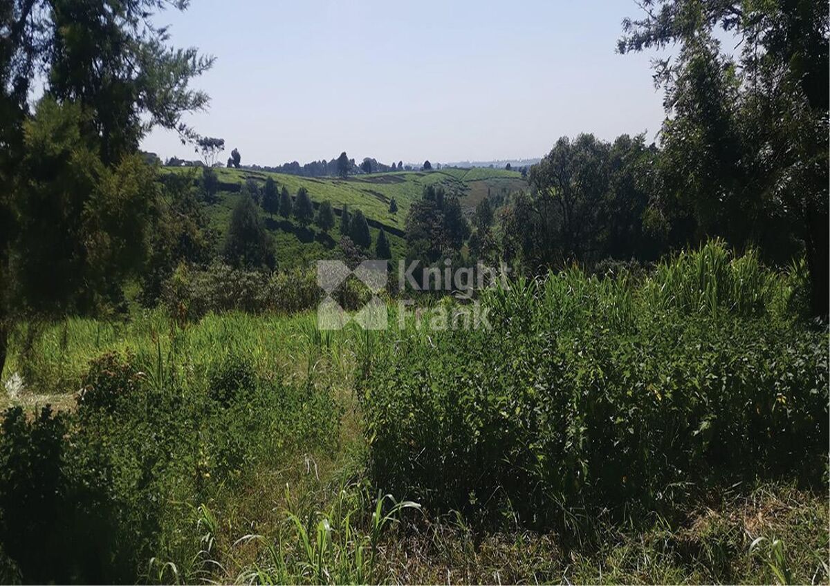 Tigoni Land for Sale Knight Frank