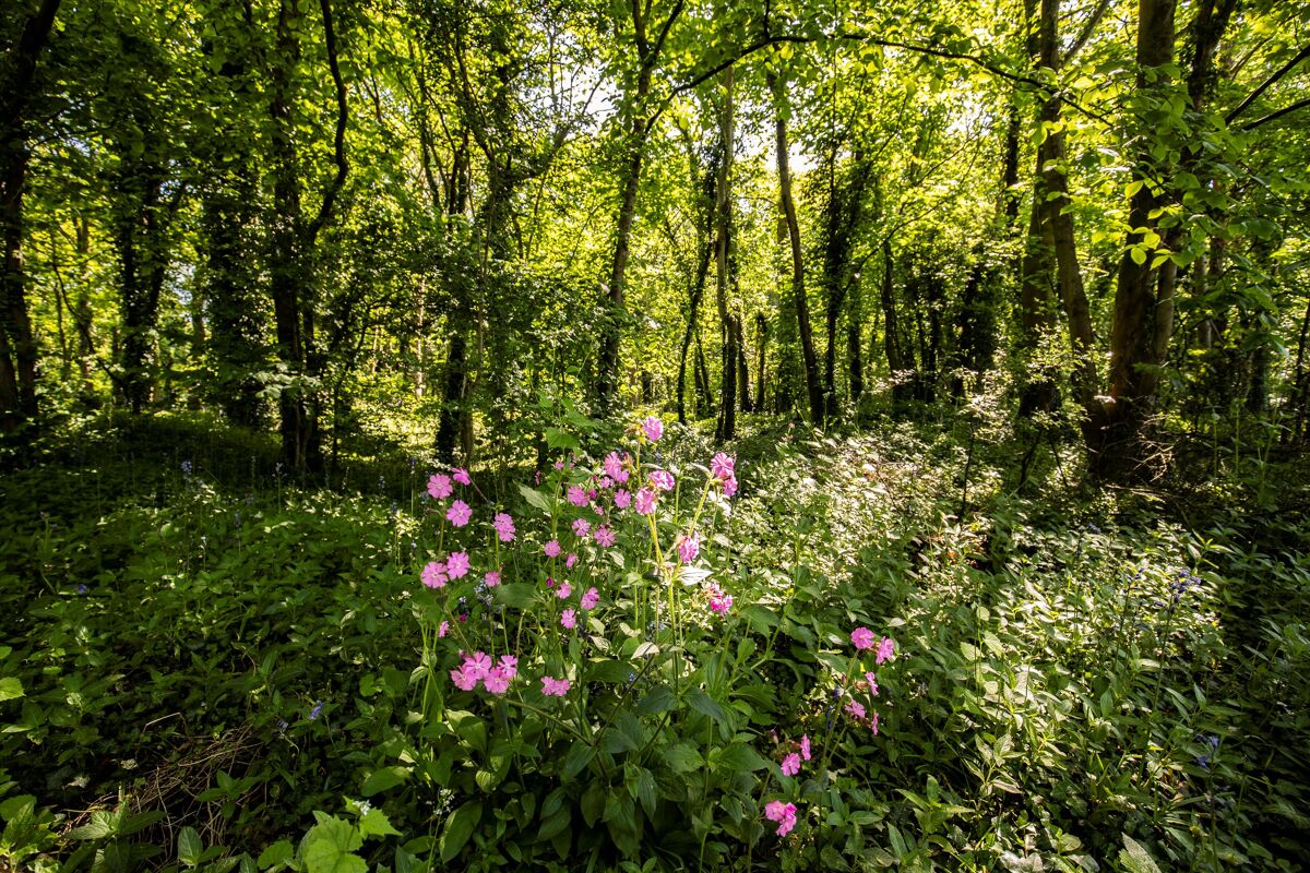 Woodland and Neolithic Henge for sale in West Tanfield, North Yorkshire