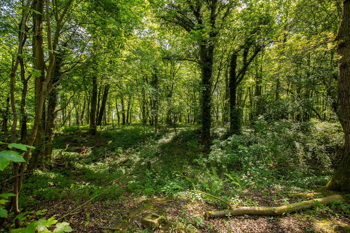 Woodland and Neolithic Henge for sale in West Tanfield, North Yorkshire
