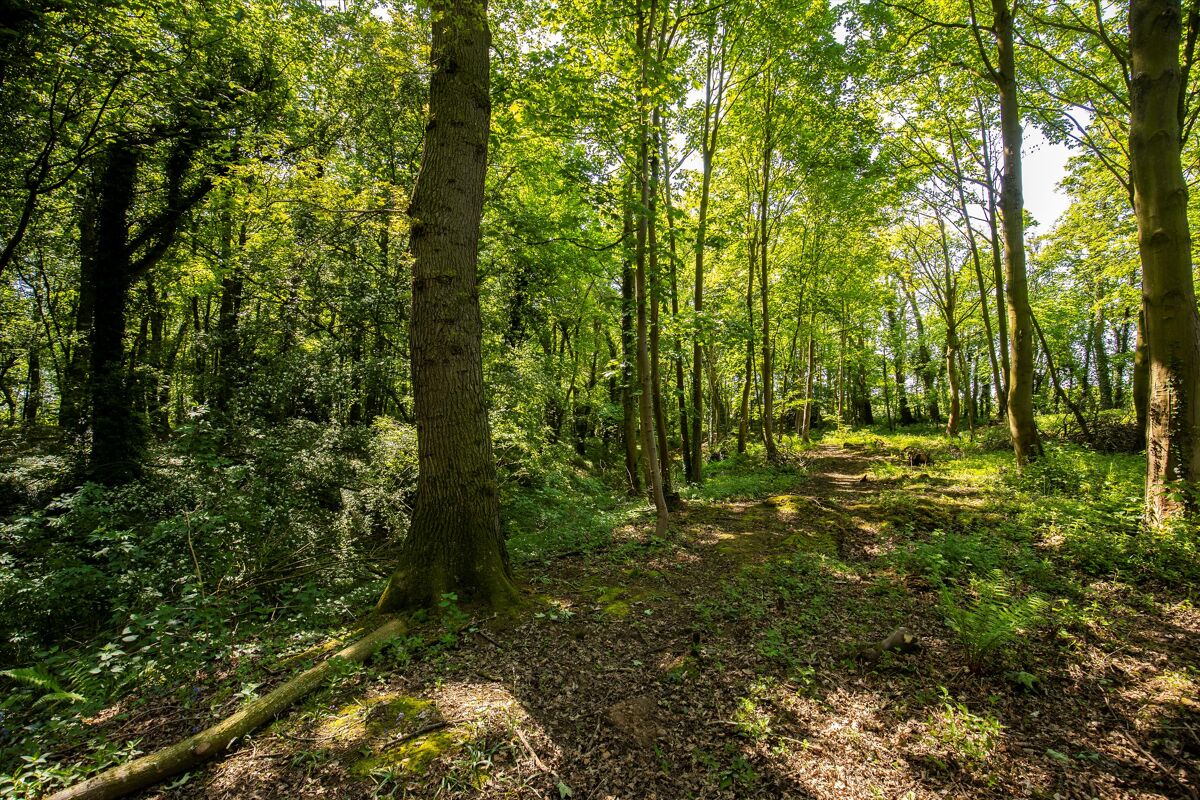 Woodland and Neolithic Henge for sale in West Tanfield, North Yorkshire