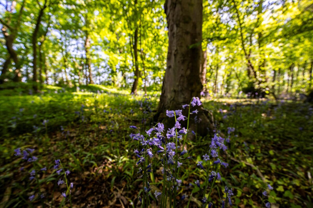 Woodland and Neolithic Henge for sale in West Tanfield, North Yorkshire