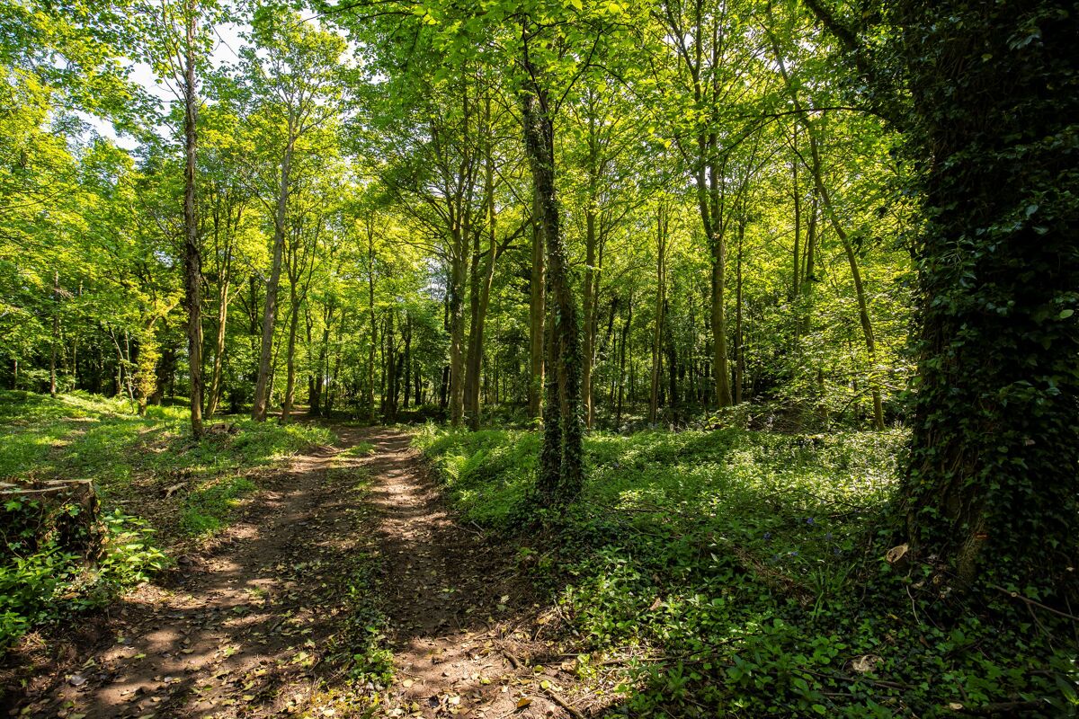 Woodland and Neolithic Henge for sale in West Tanfield, North Yorkshire