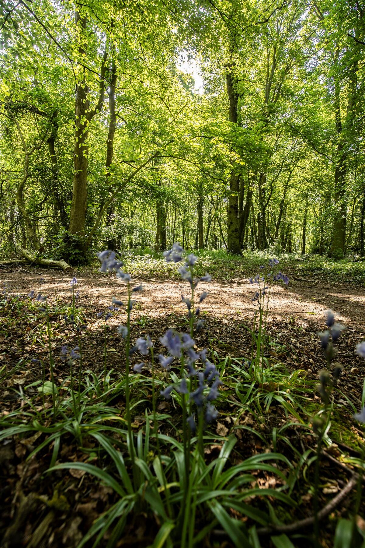 Woodland and Neolithic Henge for sale in West Tanfield, North Yorkshire