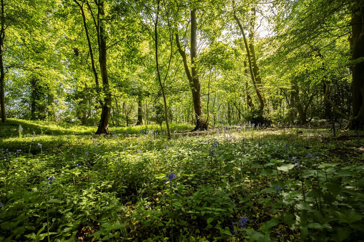 Woodland and Neolithic Henge for sale in West Tanfield, North Yorkshire