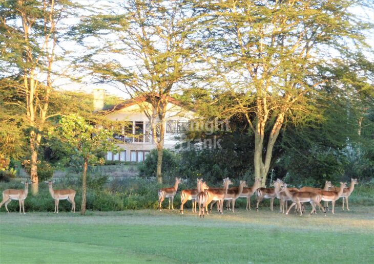 Picture of Green Park Estate, Naivasha