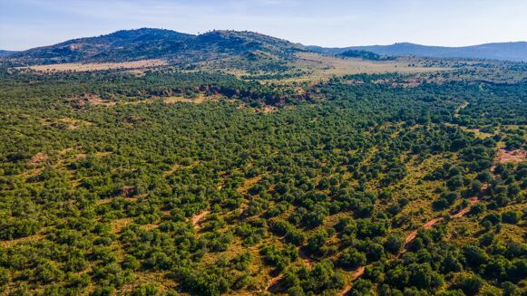 Picture of Land for sale.