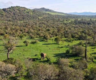 Picture of Land for sale.