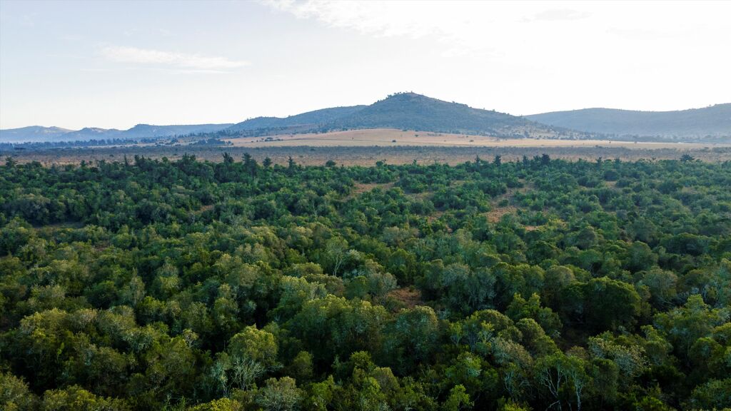 Image of Eastern Forest Valley, Lolldaiga Valley, Nanyuki, Laikipia