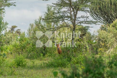 Picture of Land for sale.