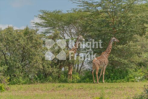 Picture of Land for sale.
