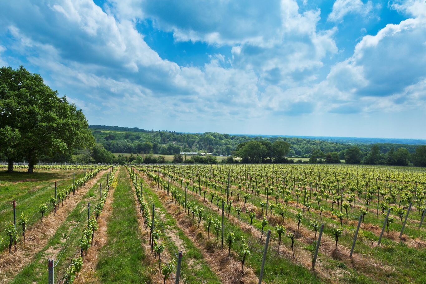 Image of Halnaker Vineyard, West Sussex PO18