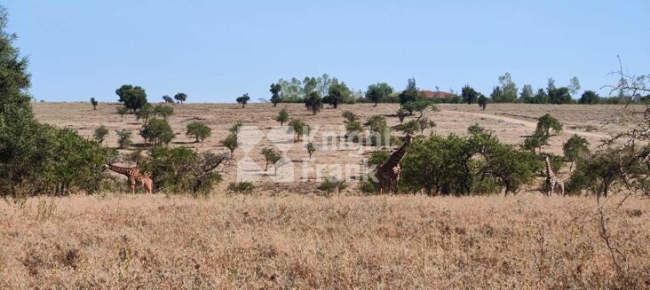 Picture of Land for sale.