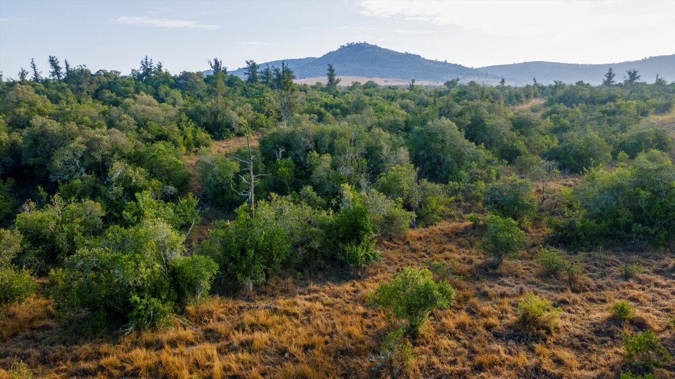Image of Forest Lugga East, Lolldaiga Valley, Nanyuki, Laikipia