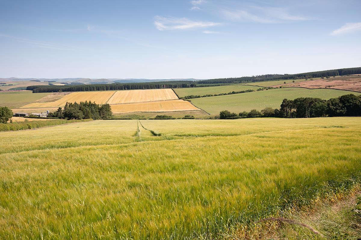 Land for sale in Jedburgh, Scottish Borders, TD8 LAU012243443