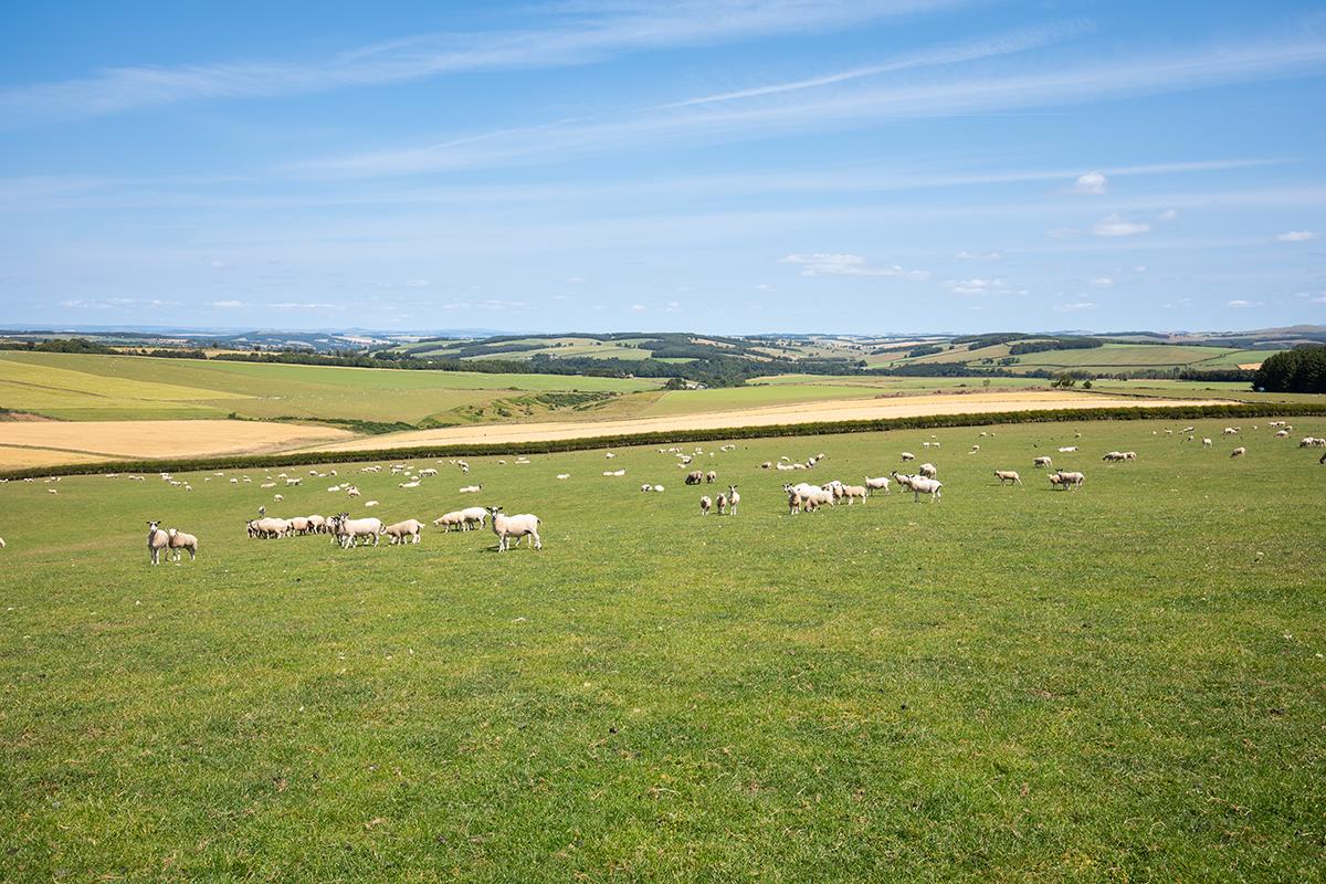 Land for sale in Jedburgh, Scottish Borders, TD8 LAU012243443