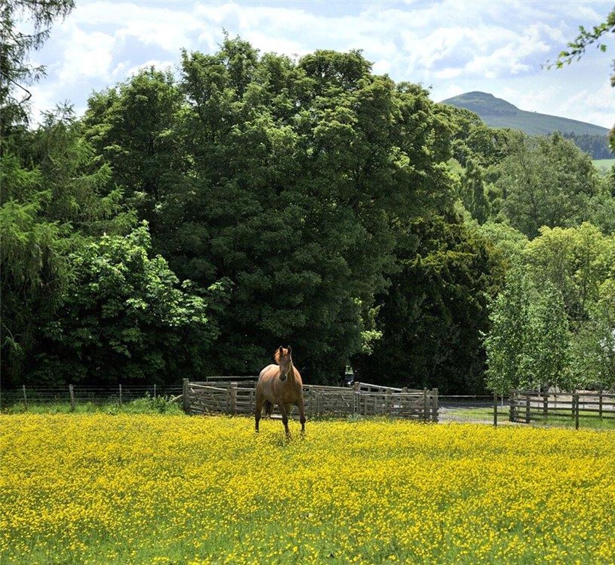 house for sale in Craigmount Park, Minto, Hawick, Scottish Borders, TD9