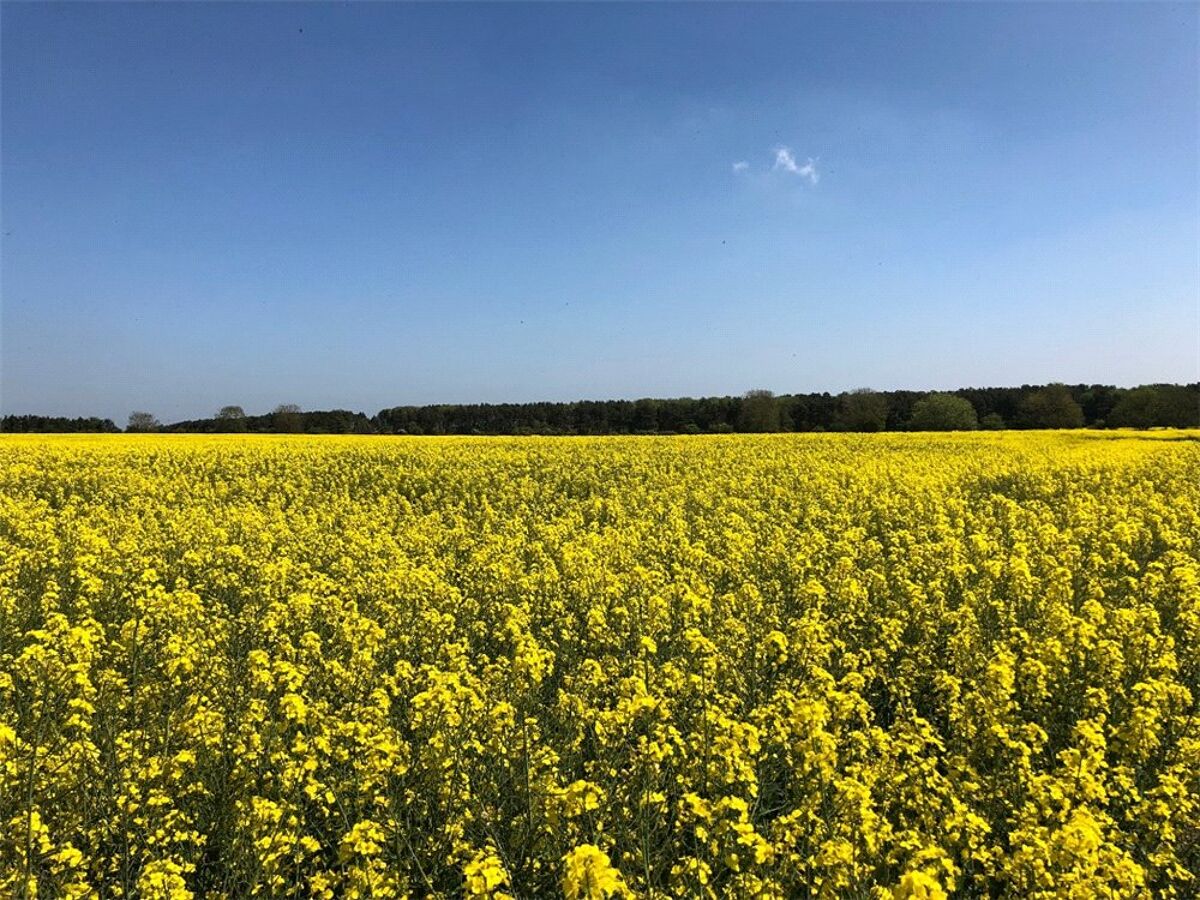 Land for sale in Tranwell Woods, Morpeth, Northumberland, NE61