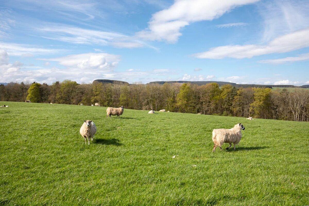 Property for sale Camptown, Jedburgh, Scottish Borders, TD8 Knight
