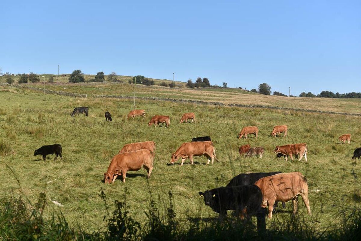 house for sale in Haltwhistle, Northumberland, NE49 LAU190053