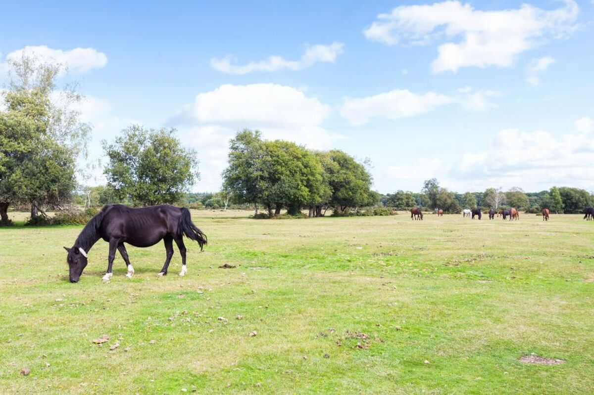 house for sale in Rhinefield Road, Brockenhurst, Hampshire, SO42