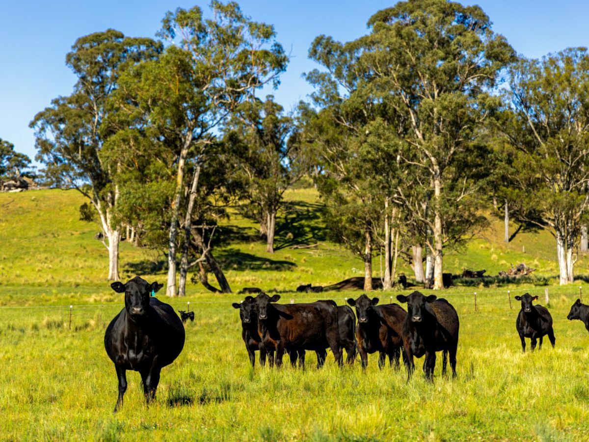 531 Pages River Road, MURRURUNDI, Pages River - Thumbnail 4